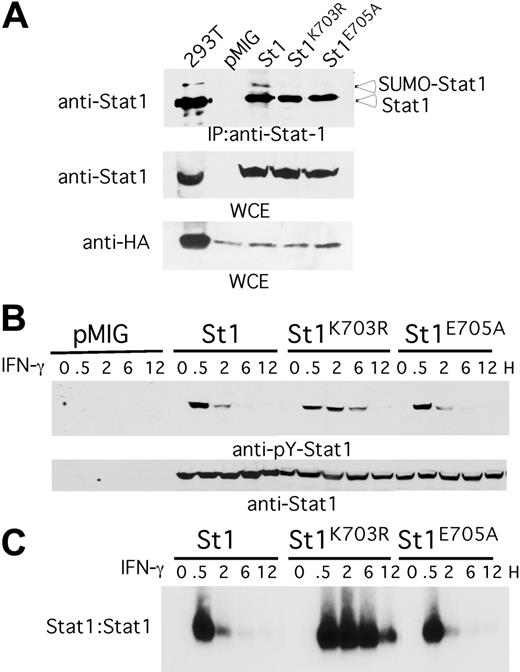 Figure 3. IFN-γ–dependent Stat1, Stat1K703R, and Stat1E705A activation. (A) Stat1–/– MEFs, infected with an empty vector (pMIG) or retroviral vectors directing expression of either Stat1 (St1), Stat1k703R (St1K703R), or Stat1E705A (St1E705A), were subsequently transfected with HA–SUMO-1 and Ubc9 cDNA constructs. WCEs were prepared, immunoprecipitated with anti-Stat1, fractionated on 7% SDS-PAGE, and immunoblotted for Stat1 (top panel); or extracts were directly fractionated on 12% SDS-PAGE and sequentially immunoblotted with anti-Stat1 and anti-HA (bottom panels). WCEs from 293T cells transfected with HA–SUMO-1 and Ubc9 from Figure 1 served as positive controls. (B) Stat1–/– MEFs from panel A were stimulated with IFN-γ (50 U/mL for 0.5-12 hours). WCEs were prepared, fractionated by SDS-PAGE, and sequentially immunoblotted with antibodies specific for phosphotyrosine-Stat1 (top panel) and total Stat1 (bottom panel). (C) Extracts from panel B were evaluated by EMSA with a GAS probe. Data are representative of 3 independent studies in MEFs.