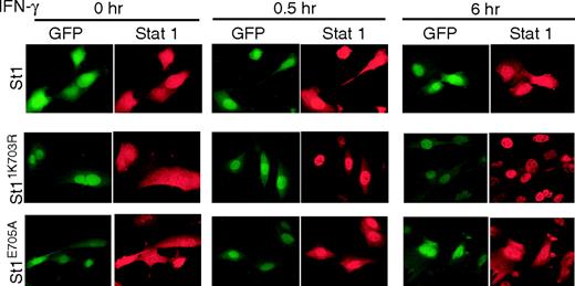Figure 5. IFN-γ–dependent nuclear localization of Stat1, Stat1K703R, and Stat1E705A. Stat1–/– MEFs expressing physiologic levels of either Stat1 (St1), Stat1K703R (St1K703R), or Stat1E705A (St1E705A), as in Figure 3, were stimulated with IFN-γ (50 U/mL for 0, 0.5, and 6 hours). Cells were fixed and either imaged for the expression of a GFP reporter gene or after immunostaining with anti-Stat1. Cells were examined under a 40 × Nikon epifluorescence objective. Pictures were taken using a Nikon Plan Fluor ELWD 40×/0.60 objective lens and a SPOT RT color camera with SPOT advanced software (Diagnostic Instruments, Sterling Heights, MI). Data are representative of more than 3 independent studies.