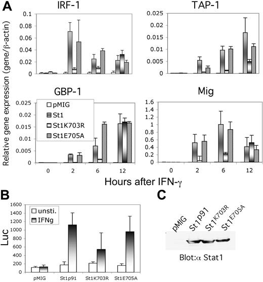 Figure 6. IFN-γ–dependent expression of target genes in Stat1, Stat1K703R, and Stat1E705A MEFs. (A) Total RNA was prepared from Stat1–/– MEFs ectopically expressing empty vector (pMIG), Stat1 (St1), Stat1K703R (St1K703R), or Stat1E705A (St1E705A), as in Figure 4, after stimulation with IFN-γ (50 U/mL for 0-12 hours), as indicated. The expression of target genes (IRF1, TAP1, GBP1, and Mig) was determined by quantitative PCR (Q-PCR) from cDNA templates. The relative expression of each gene was normalized to β-actin expression. (B) Stat1–/– MEFs, ectopically expressing empty vector (pMIG), Stat1 (St1), Stat1K703R (St1K703R), or Stat1E705A (St1E705A), were transiently transfected with a GAS-driven luciferase reporter (B2SH-WT3-Luc) in triplicate and stimulated with IFN-γ (50 U/mL for 6 hours). Samples were harvested and evaluated for luciferase and renilla activity (in arbitrary light units). Data are representative of 2 independent experiments. Error bars indicate standard deviation. (C) Immunoblot demonstrates that Stat1 expression (wild-type and mutants) was similar in all 3 Stat1-expressing lines.