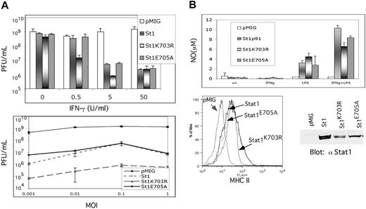 Figure 7. Biologic response of Stat1, Stat1K703R, and Stat1E705A in MEFs and macrophages. (A) IFN-γ–dependent antiviral response of Stat1, Stat1K703R, and Stat1E705A MEFs. Top panel: Stat1–/– MEFs ectopically expressing empty vector (pMIG), Stat1 (St1), Stat1K703R (St1K703R), or Stat1E705A (St1E705A), as in Figure 4, were infected with VSV (MOI = 0.5) after IFN-γ (0, 0.5, 5, and 50 U/mL for 16 hours) pretreatment. Viral yield in supernatants of infected cells was determined, in triplicate, by plaque assay on Vero cells. Data are presented as total recovered PFUs (plaque-forming units). Bottom panel: viral yield from pMIG, St1, St1K703R, and St1E705A MEFs infected in triplicate with VSV at varying MOIs (0.001, 0.01, 0.1, and 1) after IFN-γ (5 U/mL for 16 hours) pretreatment. Viral titer was determined as for the top panel and is representative of 3 independent studies. (B) IFN-γ–dependent Stat1, Stat1K703R, and Stat1E705A activity in macrophages. Top panel: Stat1–/– macrophages, infected with empty vector (pMIG), Stat1 (St1), Stat1K703R (St1K703R), or Stat1E705A (St1E705A), were evaluated for their capacity to produce NO 72 hours after stimulation with IFN-γ (50 U/mL) and/or LPS (2 μg/mL). Bottom left panel: surface MHC-II expression in GFP+ BMMs was determined by FACS 48 hours after stimulation with IFN-γ (50 U/mL). Bottom right panel: immunoblot demonstrates that Stat1 expression was similar in each set of transfectants. Data are representative of 3 independent studies. Error bars indicate standard deviation.