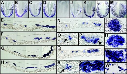 Figure 1. Hemoglobin expression during early development. (A-H) Expression at HH10 of απ (A), αA (B), ρ (C), and ϵ (D) globin transcripts and sections through indicated level of απ (E), αA (F), ρ (G), and ϵ (H). (I-W) Expression of ρ at HH5 (I), 7 (J), 8 (K), 10 (L), and 12 (M). Sections of HH7 (N-P) and HH8 (Q-S) embryos are shown as indicated. Arrows point to cells initiating expression within a BI. Representative BI morphology is shown for HH9 (T), 10 (U), 11 (V), and 12 (W).