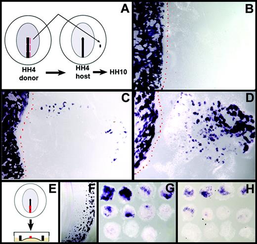 Figure 2. Differentiation potential of posterior streak mesoderm. (A-D) HH4 streak pieces are grafted to the lateral area opaca of host HH4 embryo and cultured to HH10 (A). Differentiation is assayed by ρ expression for anterior (B), middle (C), and posterior (D) pieces. Red dotted lines indicate the limit of host ρ expression. (E-H) HH4 streak pieces are cultured on vitelline membrane (E). Differentiation is assayed by ρ when control reaches HH10 (F) for posterior (G) and third (H) quarters.