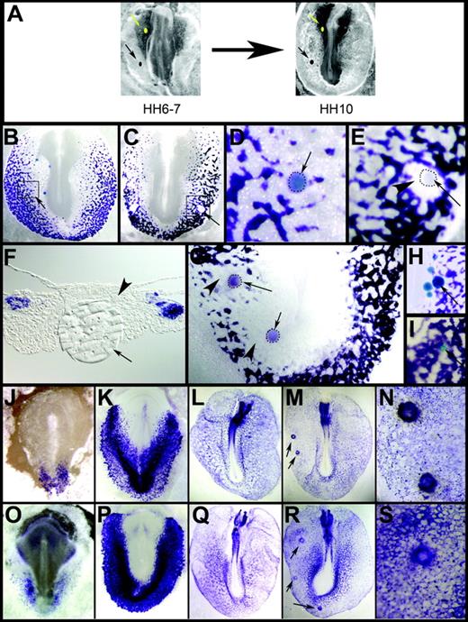 Figure 3. FGF inhibits ρ and enhances endothelial marker expression. (A) HH6-7 embryos are grafted with factor-soaked beads either within (black) or outside (yellow) the future ρ-expressing domain and cultured to HH10. (B-I) FGF4 beads inhibit ρ expression (C,E) and control beads have no effect (B,D). Boxed areas in panels B and C are magnified in panels D and E, respectively. Arrows point to grafted beads and arrowheads show the repression. F (section of E) shows presence of ρ– cells around the bead. A similar effect is seen with FGF8 (G) but not BMP7 (H) or Noggin (I). (J-N) Expression of Vegfr2 at HH4 (J), 6 (K), and 10 (L). FGF4 beads enhance its expression (M-N). Arrows point to grafted beads. (O-Q) Normal expression of Ets1 at HH4 (O), 6 (P), and 10 (Q). FGF4 beads enhance its expression (R-S).