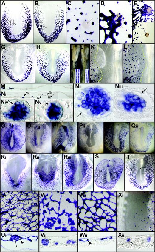 Figure 4. Inhibition of FGFR causes ectopic blood formation and down-regulation of endothelial markers. (A-F) Control DMSO bead has no effect (A,C) and SU5402 bead has excessive surrounding ρ+ clusters (B,D). Panels E and F show additional examples of blood induction by SU5402 beads. Arrows point to grafted beads. (G-N) Whole embryo culture in the presence of DMSO (G,I) or SU5402 (H,J) does not affect general growth (I-J, insets: Paraxis in situ). SU5402 drastically expands medial limit of blood formation (H,L) compared with DMSO (G,K), as outlined by yellow dotted line. Sections of panels L (Ni-v) and K (M) show clear induction of ectopic ρ+ clusters (arrowhead). Panels Nii-v show presence of endothelial-like cells (arrows) surrounding induced (Niii-v) and endogenous (Nii) clusters. (O-X) Down-regulation of Ets1 (Oii), Vegfr2 (Pii), and Vecad (Qii) by SU5402 compared with respective controls (Oi, Pi, and Qi). Lmo2 expression is shown for HH4 (Ri), 5 (Rii), and 8 (Riii). At HH10 (S), it is expressed in both endothelial and blood cells laterally (Ui and section in Uii) and only in endothelial cells medially (Wi-ii). SU5402 abolishes endothelial expression of Lmo2 while maintaining blood expression laterally (Vi-ii). Ectopic blood clusters in the medial region also express Lmo2 (Xi-ii) but only in inner cells like ρ globin (Niii-v). Arrows indicate blood expression; arrowheads, endothelial expression.