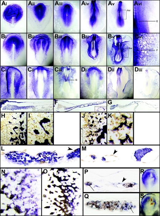 Figure 5. FGFR2 is the key mediator. (A) FGFR1 at HH4 (Ai), 5 (Aii), 6 (Aiii), 8 (Aiv), and 10 (Av). (B) FGFR2 at HH4 (Bi), 6 (Bii), 7 (Biii), 9 (Biv), and 10 (Bv). (C) FGFR3 at HH4 (Ci), 6 (Cii), and 10 (Ciii). (D) FGFR4 at HH4 (Di), 7 (Dii), and 10 (Diii). (E-G) Sections of FGFR1 (E), FGFR2 (F), and FGFR3 (G). Inset in panel F shows FGFR2 in endothelial but not blood cells. (H-M) Brown indicates electroporated cells; blue, blood cells stained with ρ; arrowheads, endothelial distribution; arrows, blood distribution. CA-FGFR2 cells contribute mainly to endothelium (J,K,M), whereas control cells are seen among different lineages (H-I,L). See Table 2. (N-S) Blue indicates morpholino electroporated cells; brown, blood cells stained with ρ. Knockdown of FGFR2 with a splice block morpholino leads to blood localization (O,Q), and control morpholino cells are distributed among different lineages (N,P). Arrowheads indicate endothelial distribution; arrows, blood distribution. FGFR2 splice morpholino blocks FGFR2 mature transcript accumulation in neural ectoderm at HH4 (compare R with Bi). (S) Brown indicates morpholino-positive cells and blue FGFR2 expression (R shows embryo before morpholino staining).