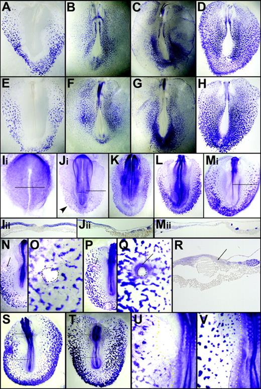 Figure 6. Contributions of VEGFR and hematopoietic marker Gata1 in FGFR-mediated effects. (A-H) Specific inhibition of VEGFR pathway by SU5416 does not affect ρ (E) or Lmo2 (H) expression and slightly up-regulates Vegfr2 (F) and Ets1 (G) compared with their respective controls (A,D,B,C). (I-M) Gata1 expression at HH4 (Ii-ii), 6 (Ji-ii), 7 (K), 8 (L), and 10 (Mi-ii). Arrowhead points to weak but broad expression in EEM. Sections of panels Ii, Ji, and Mi at indicated levels are shown in Iii, Jii, and Mii, respectively. (N-R) Control bead does not affect Gata1 expression (N-O), which at HH10 is up-regulated in blood and absent in nonblood cells (Mi-ii). FGF4 bead maintains low-level expression of Gata1 in adjacent cells (P-Q and section in R). These cells are completely negative for ρ (Figure 3F). Dotted line marks bead and arrow points to weak expression. (S-V) SU5402 treatment of whole embryo results in up-regulated and expanded Gata1 expression (T,V) compared with control (S,U), similar to the effect on ρ globin (Figure 4L).