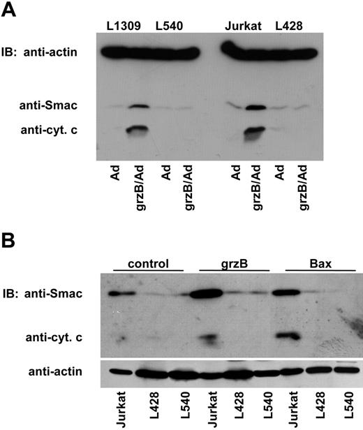Figure 2. GrzB fails to initiate the release of mitochondrial proapoptotic factors. (A) Control L1309 B cells, Jurkat T cells, and L428 or L540 HL cells (all 106) were treated with adenovirus at an moi of 100 with or without 600 ng/mL grzB and incubated for 2 hours at 37°C. Smac and cytochrome c were detected in cytosolic extracts by respective specific antibodies. Reprobing for actin ensured equal loading of cytosolic extracts. (B) Isolated postnuclear fractions (cytoplasm and mitochondria) from Jurkat T cells and L540 and L428 HL cells were treated for 30 minutes at 30°C with grzB (200 ng) or 200 nM recombinant Bax. After centrifugation, supernatants were analyzed by Western blotting with monoclonal antibodies specific for cytochrome c, Smac, and actin.