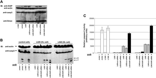Figure 4. XIAP knockdown restores caspase activity. (A) Cell lysates of L1309 B cells, Jurkat T cells, and HL cells L428, L428-scr-shRNA, L428-XIAP-shRNA, L540, L540-scr-shRNA, and L540-XIAP-shRNA were prepared, and equal amounts of protein were examined for XIAP, Smac, and caspase-3 expression using respective specific antibodies. Reprobing for actin ensured equal loading of cell extracts. (B) Cytosolic extracts of L1309 B cells, Jurkat T cells, and HL cells L428, L428-scr-shRNA, and L428-XIAP-shRNA were prepared, and equal amounts of protein were incubated with grzB (20 ng) for 1 hour at 30°C. Cytosolic extracts were resolved by SDS-PAGE and subjected to Western blot analysis for caspase-3 by polyclonal rabbit anti-caspase-3 antibody. Reprobing for actin ensured equal loading. (C) Relative caspase-3 activity was analyzed in the cytosolic extracts after grzB treatment using DEVD-AFC as substrate. Data are mean ± SD values from 3 individual experiments performed in triplicate.