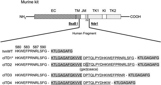 Figure 1. Schematic diagram of kit cITDs and their expression in Ba/F3 cells. A human c-KIT fragment spanning nt's 1633 to 1845, containing either wild-type or the cITD1 mutation (indexed with an asterisk), substituted the corresponding murine fragment delimited by the restriction sites BsaBI and NdeI. The predicted amino acid sequences from either the wild-type or the 4 identified cITDs are shown. They affect amino acids 593 to 605 from exon 12 and 572 to 592 from exon 11. cITD2 has an additional P573S point mutation in the exon 11 fragment (bold and boxed; the nucleotide change in parentheses underneath is bold and underlined). Duplicated sequences are underlined; exon 12 sequences are highlighted in gray. EC indicates extracellular domain; TM, transmembrane domain; JM, juxtamembrane domain; TK, tyrosine kinase domain; KI, kinase insert; hmWT, human/mouse wild-type; and cITD, complex internal tandem duplication. The amino terminus is labeled NH2, and the carboxy terminus is labeled COOH.