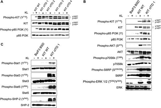 Figure 3. Constitutive tyrosine phosphorylation of KIT cITD, and ligand-independent constitutive phosphorylation of the PI3K/AKT/mTOR pathway, STAT1, STAT3, STAT5, and SHP-2. (A) Phosphorylation status of the KIT WT receptor and p85 PI3K with and without KL was determined by Western blot analysis and compared with the 4 KIT cITD variants. After a 5-hour starvation period, 1 × 107 cells were stimulated for 15 minutes in 1 mL medium with or without 250 ng/mL KL as indicated. Whole-cell lysates (20 μg per lane) were subjected to SDS-PAGE and immunoblotted with anti-phospho-specific antibodies as indicated. Phospho-KIT (Y719) recognizes KIT phosphorylated on Tyr719; phospho-p85 PI3K recognizes the phosphorylated regulatory subunit p85 of PI3K. (B) Phosphorylation and downstream signaling targets of WT KIT and KIT cITD1 were determined by Western blot analysis. Phospho-Akt (S473) is specific for AKT phosphorylated on serine 473; phospho-p70S6k (T389) is specific for p70S6K phosphorylated on tyrosine 389; phospho-S6RP (S235/236) recognizes S6RP phosphorylated on serine 235/236; and phospho-ERK 1/2 (T202/Y204) is specific for the subunits p42 and p44 of the MAP kinases ERK1 and ERK2 phosphorylated on threonine 202 and tyrosine 204. Subsequently, the blots were stripped and stained with the indicated protein-specific antibodies to demonstrate equal loading. Ba/F3 BSD indicates mock-transfected Ba/F3 cells. (C) Phospho-STAT1 (Y701) recognizes phosphorylated STAT1 on tyrosine 701; phospho-STAT3 (Y705) recognizes STAT3 phosphorylated on tyrosine 705; and phospho-STAT5 (Y694) recognizes STAT5 phosphorylated on tyrosine 694. Phospho-SHP-2 (Y542) is specific for SHP-2 phosphorylated on tyrosine 542. Subsequently, the blots were stripped and stained with the indicated protein-specific antibodies to demonstrate equal loading. Ba/F3 BSD indicates mock-transfected Ba/F3 cells.