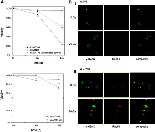 Figure 6. KIT cITD induces ligand-independent resistance against radiation-induced apoptosis and recruitment of γ-H2AX and RAD51 repair factors to nuclear foci after DNA damage. (A) Cells were starved for 2 hours and exposed to 20 Gy γ-irradiation. Cells that were propidium iodide negative were counted as viable cells. Viability was calculated as a percentage of these cells over the total cell population. KL concentration was 100 ng/mL. Unirradiated and KL-starved Ba/F3/kit WT cells were used as control. Error bars indicate standard deviation. (B) After exposure to 20 Gy γ-irradiation and recovery for 2 hours, Ba/F3/kit WT and Ba/F3/kit cITD cells were fixed, permeabilized, and stained with primary antibodies directed against γ-H2AX (green) and RAD51 (red). Subpanels Bi and Bii represent Ba/F3/kit WT and Ba/F3/kit cITD cells, respectively, stained with anti-γ-H2AX, anti-RAD51, and composite before and after γ-irradiation. Micrograph images were visualized with a Leica HCX 40×/0.85 objective lens, digitally acquired through Leica Application Suite software, and processed with Adobe Photoshop 7.0 software (Adobe Systems, San Jose, CA).