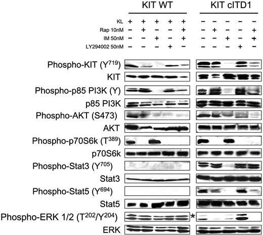 Figure 7. IM inhibits KIT cITD-induced ligand-independent constitutive tyrosine phosphorylation of STAT3 and STAT5 in Ba/F3/kit cITD. Phosphorylation status of the KIT downstream signaling targets was determined by Western blot analysis after inhibition with IM, Rap, and Ly294002. After a 5-hour starvation period, 1 × 107 cells were stimulated for 6 hours in 1 mL medium with or without 250 ng/mL KL and inhibitors at concentrations as indicated. Whole-cell lysates (20 μg per lane) were subjected to SDS-PAGE and immunoblotted with anti-phospho-specific antibodies as indicated. Phospho-KIT (Y719) recognizes KIT phosphorylated on Tyr719; phospho-p85 PI3K recognizes the phosphorylated regulatory subunit p85 of PI3K; phospho-Akt (S473) is specific for AKT phosphorylated on serine 473; phospho-p70S6K (T389) is specific for p70S6K phosphorylated on tyrosine 389; phospho-STAT3 (Y705) recognizes STAT3 phosphorylated on tyrosine 705; phospho-STAT5 (Y694) recognizes STAT5 phosphorylated on tyrosine 694; and phospho-ERK 1/2 (T202/Y204) is specific for the subunits p42 and p44 of the MAP kinases ERK1 and ERK2 phosphorylated on threonine 202 and tyrosine 204. Subsequently, the blots were stripped and stained with the indicated protein-specific antibodies to demonstrate equal loading. *Ba/F3/kit cITD stimulated with 250 ng/mL KL for 15 minutes.