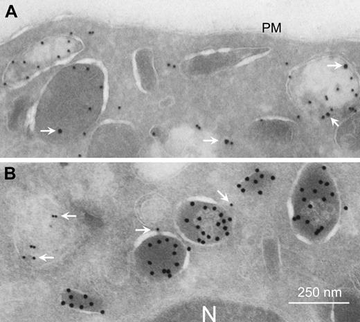 Figure 2. Localization of FcRn within PMNs. FcRn expression in human granulocytes was analyzed by costaining with (A) myeloperoxidase (10-nm gold particles) or (B) lactoferrin (15-nm gold particles) using transmission electron microscopy. FcRn is visualized as 15-nm (A) or 10-nm (B) particles (white arrows). N indicates nucleus; PM, plasma membrane.