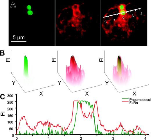 Figure 3. Colocalization of FcRn and bacteria in PMNs. (A) Paraformaldehyde-fixed and saponin-treated PMNs after phagocytosis of Alexa488-labeled IgG-opsonized pneumococci (green) were analyzed through middle sections of cells by confocal microscopy. FcRn was visualized with a rabbit anti-FcRn antiserum (red). Bacteria, FcRn staining, and overlay are shown from left to right, respectively. (B) Fluorescence intensity (FI) of corresponding color channels shown in panel A were analyzed for whole cells showing enhanced localization of FcRn around phagosomes. In the rightmost panel, FI of FcR (red) and pneumococcal (green) are overlaid. (C) FI of pneumococci (green) and FcRn (red) across the cell along the line indicated (A, right; scale in arbitrary units). Experiments were repeated 3 times, yielding similar results.