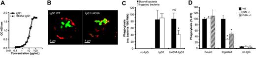 Figure 4. FcRn facilitates PMN internalization of IgG-opsonized bacteria. (A) Antigen-binding capacity of a WT IgG1 mAb (GDob1) and its H435A IgG1 derivative to polysaccharide was indistinguishable by ELISA. IgG1 concentrations were quantified by anti-kappa capturing, and anti-Fc detection sandwich ELISA. Equal amounts of IgG were subsequently allowed to bind to pneumococcal polysaccharide 6B-coated plates, and bound IgG was detected with anti-kappa antisera. (B) Alexa488-labeled pneumococci (green) were ingested efficiently by human PMNs when incubated with WT IgG1 but not on incubation with the H435A IgG1 derivative. PMNs were visualized by red membrane staining using MAC-1 mAb (CR3/CD11b). (C) Binding (4°C) and phagocytosis (37°C) of IgG-opsonized FITC-labeled Streptococcus pneumoniae serogroup 6B measured by FACS on incubation with human PMNs in the absence (no IgG) or presence of 5 μg/mL human IgG1 (IgG1) or a mutated H435A IgG1 (H435A IgG1) variant. For evaluation of ingested bacteria (□), fluorescence of PMNs was measured after quenching of extracellular bacteria. Data are represented as phagocytic index (PI).15 (D) Ingestion of FITC-labeled pneumococci incubated at 37°C with PMNs from WT, β2M-, and FcRn-knockout mice in the presence of IgG1. Fluorescence of bound but not ingested bacteria were quenched as described in “Phagocytosis experiments.” NS indicates not significant; *P < .05 when compared with WT. Data are presented as means plus standard deviations from 2 (A) or 4 (D) experiments, respectively. Experiments (B-C) were performed 3 times, yielding similar results.