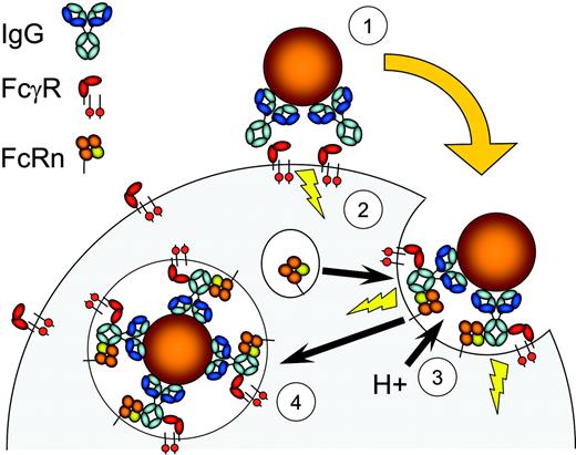 Figure 8. Illustration of a proposed role for FcRn in phagocytosis. IgG-opsonized bacteria engage leukocyte FcγR (1), which initiates the phagocytic process involving FcR-ITAM signaling motifs and downstream effectors (2). Activation leads to fusion of granules containing proton-pump components and FcRn with nascent phagosomes, which lowers the pH and promotes FcRn recognition of IgG (3). This process subsequently facilitates internalization of IgG-coated targets (4). In the absence of FcRn, efficient phagocytosis does not take place (see main text).