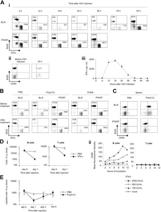 Figure 1. IFN-α/β plays a critical role in the induction of lymphopenia. (Ai) BL/6 and IFNAR–/– mice were intravenously infected with 2 × 106 PFU VSV. Blood samples were taken at the indicated time points and stained for CD3ϵ and B220. For FACS analysis, data equivalent to approximately 5 μL blood were acquired. Representative results of 1 of 2 similar experiments are shown. (Aii) Twenty-four hours after VSV inoculation, blood samples were stained for CD69 and B220 and subjected to FACS analysis. Representative data of 1 of 4 animals tested are depicted. (Aiii) Serum samples of mice infected with 2 × 106 PFU VSV were taken at the indicated time points and analyzed for IFN-α by ELISA. Results are expressed as mean ± SD (n = 2). (B) Poly(I:C)– and R-848–induced lymphopenia are dependent on IFNAR signaling. BL/6 and IFNAR–/– mice were intraperitoneally treated with poly(I:C), R-848, or PBS, and blood lymphocyte counts were determined. Representative data from 1 of 2 similar experiments are shown. (C) Poly(I:C) induces IFNAR-dependent up-regulation of CD69 in spleen. Splenocytes of PBS or poly(I:C)–treated mice were stained for CD69 and B220 and subjected to FACS analysis. Representative data of 3 similar experiments are depicted. (Di) IFN-α treatment induces lymphopenia. BL/6 mice were treated subcutaneously with 2 × 105 IU IFN-α or PBS, and blood lymphocyte counts were determined. Results are expressed as mean ± SD for 4 mice per group. (Dii) CD69 expression on B and T cells in splenocyte cultures stimulated with graded concentrations of IFN-β was determined by FACS analysis. (E) Poly(I:C)–induced lymphopenia is reversible. Syngeneic CFSE-labeled splenocytes were adoptively transferred to WT recipients. Mice were given injections of poly(I:C) or PBS, and labeled cells in blood were counted. Results are expressed as mean ± SD (n = 3) and are representative of 2 similar experiments.