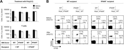 Figure 2. Lymphopenia is induced by IFN-α/β stimulation of immune cells but not by triggering of stroma or endothelium. (A) BM chimeras were generated by reconstitution of congenic CD45.1+ C57BL/6 mice with CD45.2+ IFNAR–/– BM cells (IFNAR–/– > WT). Similarly, WT > IFNAR–/–, IFNAR–/– > IFNAR–/–, and WT > WT were obtained. Blood B- and T-cell numbers were counted before and after treatment with poly(I:C). Data are expressed as mean ± SD (n = 3) and are representative of 2 similar experiments. (B) IFN-α/β stimulation has a direct effect on B cells. B cells from WT and IFNAR–/– mice were labeled with TAMRA or CFSE (left panels) or vice versa (right panels) and were reinjected into WT or IFNAR–/– recipients. Labeled cells in blood were counted before and after treatment with poly(I:C) and are depicted as a percentage of total B cells (absolute numbers in parentheses). Data are representative of 1 of 3 similar experiments.