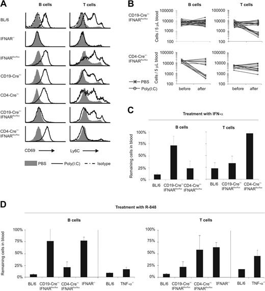 Figure 3. Selective lymphopenia in mice with a B- or a T-cell–specific IFNAR deletion. (A) Poly(I:C) or PBS-treated splenocytes of the indicated mice were analyzed by FACS for the IFN-α/β–dependent markers CD69 on B cells and Ly6C on T cells. Note the lack of up-regulation of CD69 on B cells in CD19-Cre+/–IFNARflox/flox mice and of Ly6C on T cells in CD4-Cre+/–IFNARflox/flox mice, indicating selective and quantitative IFNAR inactivation in the respective lymphocyte subsets. Representative data of 2 experiments are shown. (B) CD19-Cre+/–IFNARflox/flox and CD4-Cre+/–IFNARflox/flox mice were given injections of poly(I:C) or PBS. Blood lymphocyte counts were determined before and after treatment. Individual results of 25 CD19-Cre+/–IFNARflox/flox and 13 CD4-Cre+/–IFNARflox/flox mice are shown. (C) BL/6, CD19-Cre+/–IFNARflox/flox, and CD4-Cre+/–IFNARflox/flox mice were treated with 2 × 105 IU IFN-α, and lymphocyte counts were determined before and after treatment. Data are expressed as mean ± SD remaining cell percentages in blood. Representative data of 3 experiments with 2 to 4 mice per group are shown. (D) BL/6, CD19-Cre+/–IFNARflox/flox, CD4-Cre+/–IFNARflox/flox, IFNAR–/–, and TNF-α–/– mice were treated with R-848. Numbers of B and T cells were counted before and after injection. Data are expressed as mean ± SD of percentages of remaining cells in blood. Experiments were performed 4 times, twice with TNF-α–/– mice, with 2 to 4 mice per group.