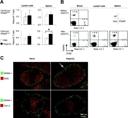 Figure 4. Selective lymphocyte homing in mice with a B- or a T-cell–specific IFNAR deletion. (A) CD19-Cre+/–IFNARflox/flox and CD4-Cre+/–IFNARflox/flox mice were given injections of poly(I:C) or PBS. On day 1, B and T cells from spleen and from axillary and inguinal lymph nodes were subjected to FACS analysis. B/T cell ratios are depicted and are expressed as mean ± SD for 25 CD19-Cre+/–IFNARflox/flox and 13 CD4-Cre+/–IFNARflox/flox mice (as in Figure 3B). *P = .012 (PBS vs poly(I:C)). (B) B cells from WT and IFNAR–/– mice were labeled with TAMRA or CFSE and reinjected into WT recipients. Labeled cells were counted in blood before and after treatment with poly(I:C). Single-cell suspensions of spleen and LNs were analyzed by FACS. Percentages and ratios of WT/IFNAR–/– B cells are depicted. Results are representative of 1 of 3 animals in 3 similar experiments (as in Figure 2B). (C) Splenic morphology 15 hours after poly(I:C) injection. Staining of metallophilic macrophages (MOMA-1, green) delineates the marginal zone. The arrow indicates the marginal zone devoid of B cells. Images were visualized and acquired using an Olympus BX51 fluorescence microscope (Olympus, Center Valley, PA) equipped with a 10×/0.3 NA air objective. FluorSave reagent (Calbiochem, San Diego, CA) was used as imaging medium.