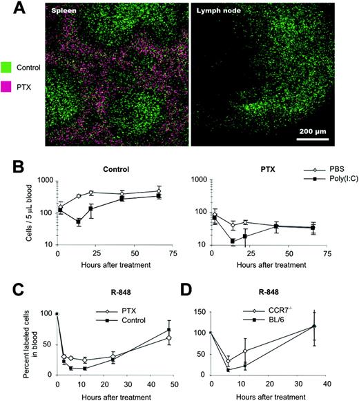 Figure 5. Lymphopenia is mainly independent of GPCRs. Splenocytes were cultured for 3 hours in medium with or without 20 ng/mL PTX (Sigma), labeled with CFSE or TAMRA, and adoptively transferred into WT mice. (A) Mice were killed after 20 hours, and spleens and LNs were analyzed. Note that in contrast to untreated cells (green), PTX-treated cells (purple) did not enter splenic white pulp and LNs, indicating quantitative blockade of GPCR signaling. Images were visualized and acquired using a Zeiss LSM 510 Meta laser scan microscope equipped with a 10×/0.3 NA Plan Neofluor objective. Moviol (Calbiochem, Darmstadt, Germany) was used as an imaging medium. (B) After treatment with poly(I:C) or PBS, transferred control cells (left) and PTX-treated lymphocytes (right) were counted in blood at the indicated time points. Data are expressed as mean ± SD (n = 3) and are representative of 3 similar experiments. (C) BL/6 splenocytes cultured for 3 hours in medium with or without PTX or (D) BL/6 and CCR7–/– cells were differentially labeled (CFSEhi or CFSElo) and transferred to BL/6 mice. After treatment with R-848, blood samples were taken at the indicated time points. Labeled cells are depicted as percentages of pretreatment values. Data are expressed as mean ± SD (n = 3).