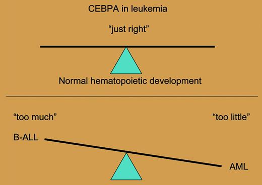Overexpression or loss of function of CEBPA can contribute to B-ALL or AML, respectively.
