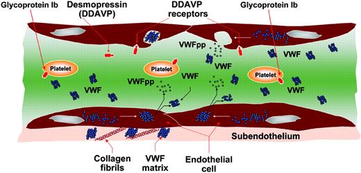 Pictorial representation of the events related to VWF biosynthesis and release induced by desmopressin (DDAVP).