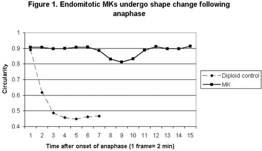Figure 1. Endomitotic MKs undergo shape change following anaphase