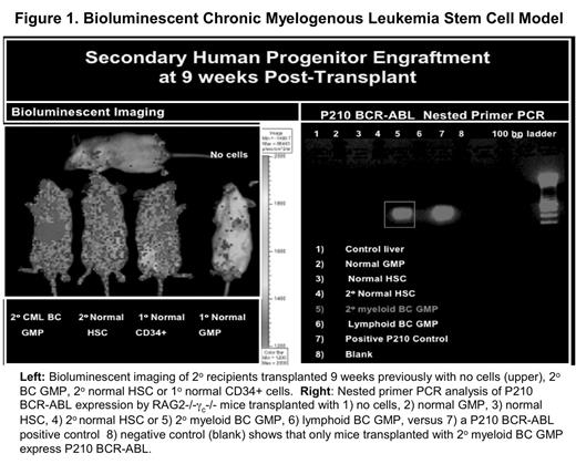 Figure 1. Bioluminescent Chronic Myeloneous Leukemis stem cell Model