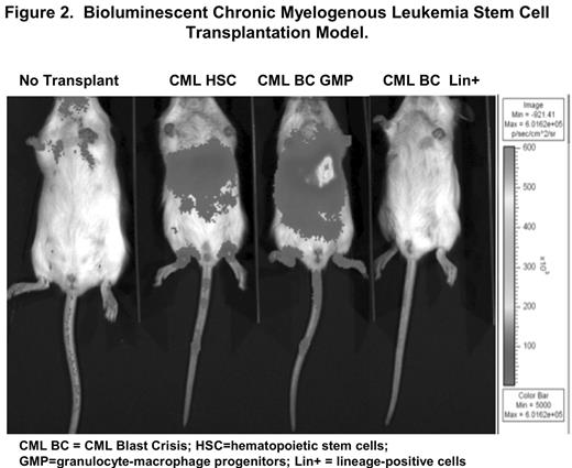 Figure 2. Bioluminescent Chronic Myelogenous Leukemia Stem Cell Transplantation Model.