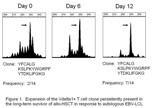Figure 1. Expansion of the Vdelta 1+ T cell clone persistently present in the long-term survivor of allo-HSCT in response to autologous EBV-LCL