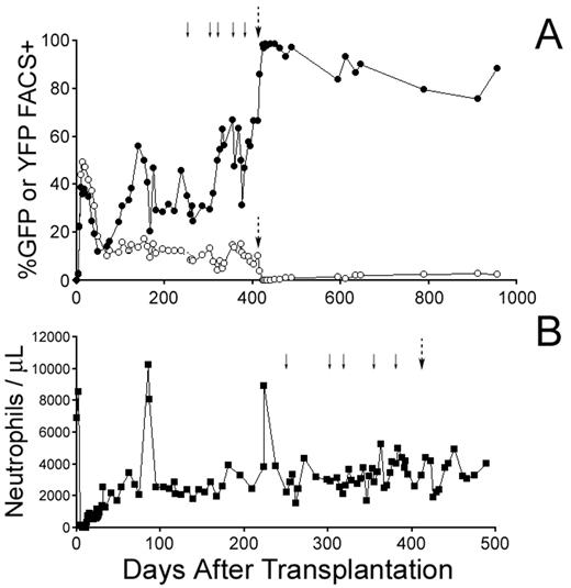 Figure 1. Efficient in vivo selection and chemo-protection in non-human primates. (A) Representative gene-marking data in a baboon following chemotherapy treatment with either O6BG (120 mg/m2) and TMZ (600–1400 mg/m2) (solid arrows) or O6BG (120 mg/m2) and BCNU (40 mg/m2) (dashed arrows). The data is plotted as FACS+ MGMT-GFP granulocytes (closed circles) and FACS+ YFP granulocytes (open circles). (B) Absolute neutrophil counts following initial conditioning and subsequent chemotherapy treatment with O6BG/TMZ (solid arrows) or O6BG/BCNU (dashed arrow).