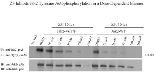 Z3 Inhibits Jak2 Tyrosine Autophosphorylation in a Dose-Dependent Manner