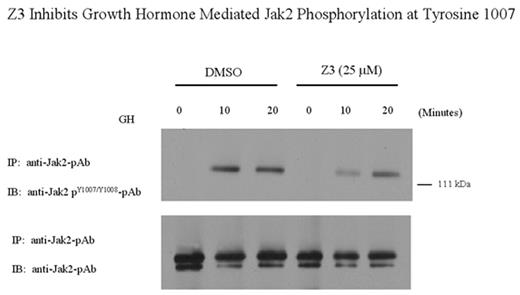 Z3 Inhibits Growth Hormone Mediated Jak2 Phosphorylation at Tyrosine 1007