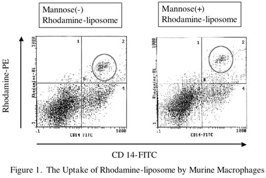 Figure 1. The Uptake of Rhodamine –liposome by Murine Macrophages.