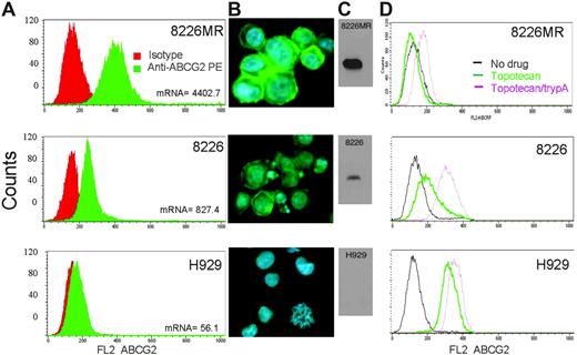 Figure 1. ABCG2 expression and function in myeloma cell lines. (A) Flow cytometric analysis of MM cell lines for ABCG2 membrane expression was performed. 8226MR cells express more ABCG2 than wild-type 8226 cells, and H929 cells express very little, as shown by the shift in fluorescence. (B) Immunostaining of myeloma cell lines using an anti-ABCG2 FITC (Chemicon)–labeled antibody (ABCG2 is green and DAPI is blue). (C) Western blot of protein (25 μg/lane) extracted from myeloma cell lines for ABCG2. (D) Functional analysis of ABCG2 using topotecan as a substrate and the ABCG2-specific inhibitor tryprostatin A. Topotecan, a very good ABCG2 substrate and a naturally fluorescent molecule, is effluxed in high (8226MR) and moderate (8226) ABCG2 expressers, but is accumulated by H929 cells (which do not express ABCG2). Tryprostatin A (trypA) blocks the efflux of topotecan, demonstrating that topotecan efflux is ABCG2 dependent.