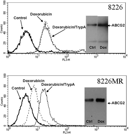 Figure 3. ABCG2 expression increases in response to doxorubicin exposure. ABCG2 functional expression was assayed by flow cytometry in 8226 and 8226MR MM cells after exposure to 1 μM doxorubicin for 20 minutes. Higher ABCG2-expressing 8226MR cells were able to efflux doxorubicin more efficiently than parental 8226 cells. The ABCG2-specific inhibitor tryprostatin A decreased efflux in the 8226MR cell line but not the 8226 parental cell line, indicating that doxorubicin efflux was mediated by ABCG2. Myeloma cells treated with low-dose doxorubicin, 0.1 μM in 8226MR cells and 1.0 μM in 8226 cells, exhibit an increase in protein expression as determined by Western analysis (inset of each graph). Equal amounts of protein (25 μg) were assayed. Both 8226 and 8226MR cells demonstrated a 1.7-fold increase in ABCG2 protein after low-dose doxorubicin treatment.