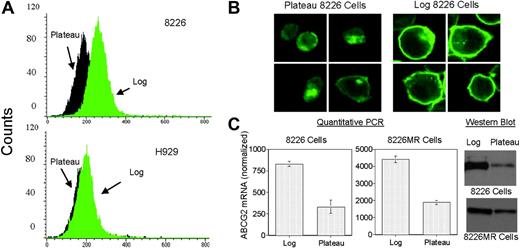 Figure 4. ABCG2 expression is elevated in log-phase myeloma cells. (A) Flow cytometric data using an ABCG2 antibody (Chemicon) demonstrate that ABCG2-expressing 8226 cells have increased ABCG2 at log-phase density compared with log-phase H929 cells. (B-C) The FACScan data are confirmed by immunostaining for ABCG2 (B), and by QPCR and Western analyses (C). Densitometry analysis of the immunoblot shows a 4:1 ratio of log-plateau ABCG2 in 8226 cells, and a 2:1 ratio of log-plateau 8226MR ABCG2. Error bars represent the standard deviation for 3 separate experiments. Note, 8226 and 8226MR Western blots were exposed for different time intervals and do not reflect relative protein levels.