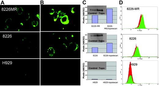 Figure 5. ABCG2 expression increases in response to topotecan chemotherapy. (A-B) Multiple myeloma 8226MR, 8226, and H929 cells treated with low-dose topotecan (B) exhibit an increase in membrane ABCG2 over the no-drug control (A), as shown by immunostaining with ABCG2 antibody (Bcrp1 FITC). (C) Protein expression of ABCG2 was quantified as pixel intensity (from immunofluorescence microscopy), and also assessed by Western analysis (inset of each graph). (D) ABCG2 expression was measured by flow cytometry and showed an increase in log-phase 8226MR and 8226 cells after exposure to low-dose topotecan (1 μM) for 24 hours. The ABCG2-nonexpressing cell line (H929) shows no increase in ABCG2 antibody binding. Red indicates control cells in the absence of topotecan, and green represents myeloma cells exposed to topotecan.