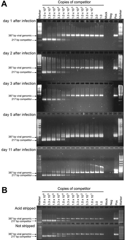 Figure 3. HCMV DNA copy number determination by QC-PCR across a time course of infection of myeloid progenitor cells. (A) Lysates of 1.0 × 103 cells from HCMV-infected myeloid progenitor cell cultures harvested on days 1, 2, 3, 5, and 11 after infection were each analyzed by PCR in the presence of between 1.0 and 1.0 × 106 copies of competitor template, an HCMV ie1/ie2 cDNA plasmid pON2347. The number of copies of competitor template added to each reaction is indicated at the top of lanes. The position of the 387-bp product derived from HCMV genomic DNA and the 217-bp product derived from the cDNA competitor template are indicated by arrows. Samples from either mock-infected myeloid progenitor cell cultures (Mock), productively infected HFs (Pos), or samples without any added DNA template (Neg) were included as controls. Marker was GeneRuler DNA ladder mix (Fermentas). (B) To determine whether the PCR data were affected by virus particles stuck to the outer cell-surface membranes of myeloid progenitors, QC-PCR was repeated using an acid-stripping protocol to remove surface-bound material from infected myeloid progenitors (day 3 after infection, MOI = 3). Non–acid-stripped cells were examined in parallel.