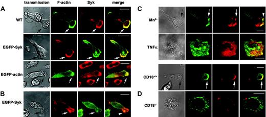Figure 1. Syk was enriched at the leading edge upon β2 integrin–mediated adhesion. Confocal microscopy images of human Syk detected by a mouse anti–human Syk mAb and a secondary Alexa 546–conjugated anti–mouse IgG Ab (red) or Syk-EGFP epifluorescence (green). Murine Syk was detected using a rabbit anti–mouse Syk Ab and an Alexa 546–conjugated anti–rabbit IgG Ab (red). F-actin was assessed using Alexa 488–conjugated phalloidin (green), EGFP-actin epifluorescence (green), or Alexa 633–conjugated phalloidin (red). (A) Upon induction of adhesion of untransfected dHL-60 cells (WT), EGFP-Syk– or EGFP-actin–transfected dHL-60 cells by fMLP (100 nM) on immobilized fibrinogen, F-actin and Syk were enriched at the leading edge (arrow). The merged images demonstrate colocalization (arrow, yellow). (B) Upon induction of adhesion of EGFP-Syk–transfected dHL-60 cells by fMLP (100 nM) on immobilized fibronectin, the enrichment of Syk at the leading edge was absent (arrowhead). (C) Upon induction of adhesion of untransfected dHL-60 cells by Mn2+ (0.2 mM) on immobilized fibrinogen, Syk was enriched at the leading edge (arrow), whereas TNFα (30 ng/mL) induced cell spreading without an obvious formation of a leading edge. (D) Upon induction of adhesion of murine CD18+/+ PMNs on immobilized fibrinogen by fMLP (100 nM), Syk was enriched at the leading edge (arrow), whereas Syk was homogenously distributed in CD18–/– PMNs, which showed a defect in cell polarization. Transmission images show the morphology of the corresponding cell (transmission). Scale bar equals 10 μm; n = 3.