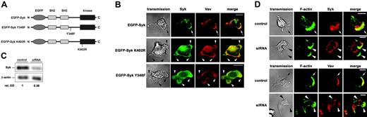 Figure 2. Expression of Syk mutants or the down-regulation of Syk by RNAi technique compromised the enrichment of Syk and Vav at the leading edge and resulted in the formation of multiple lamellipodia. Confocal microscopy images of human Syk detected by Syk-EGFP epifluorescence (green) or a mouse anti–human Syk mAb and a secondary Alexa 546–conjugated anti–mouse IgG Ab (red). F-actin was assessed using Alexa 488–conjugated phalloidin (green). Vav was detected using a rabbit anti-Vav Ab and a secondary Alexa 546–conjugated anti–rabbit IgG Ab (red). (A) Schematics of the Syk constructs. (B) Upon induction of adhesion by fMLP (100 nM) on immobilized fibrinogen, Syk and Vav were enriched at the leading edge (arrow) of EGFP-Syk transfectants. The merged images demonstrate colocalization (yellow). In contrast, EGFP-Syk K402R and EGFP-Syk Y348F transfectants showed no enrichment of Syk and Vav at the leading edge (arrowheads). (C) Western blot analysis of a Syk-siRNA clone (siRNA) and wild-type HL-60 cells (control) using an anti-Syk mAb and an anti–β-actin antibody for control. Numbers indicate relative optical density (OD) of Syk protein expression. (D) Upon induction of adhesion by fMLP (100 nM) on immobilized fibrinogen, the down-regulation of Syk resulted in the formation of multiple lamellipodia (arrowheads) and abolished the redistribution of Syk and Vav at the leading edge as seen in control cells. Transmission images show the morphology of the corresponding cell (transmission). Scale bar equals 10 μm; n = 3.