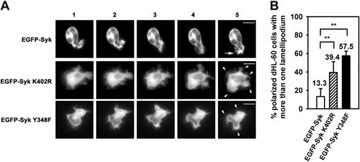 Figure 3. Spatial and temporal instability of the leading edge in Syk mutants. (A) Microscopic images of dHL-60 cells transiently transfected with EGFP-Syk, EGFP-Syk K402R, or EGFP-Syk Y348F constructs. Adhesion and polarization on immobilized fibrinogen was stimulated by fMLP (100 nM). Time-lapse video microscopy of the transfectants. Images were recorded at intervals of 30 seconds. EGFP-Syk was enriched at the leading edge (arrow). In contrast, EGFP-Syk K402R and EGFP-Syk Y348F transfectants showed a homogenous distribution of Syk and formed multiple lamellipodia (arrowheads). Scale bar equals 10 μm. The series shown are representative of 3 independent experiments. (B) Quantitative analysis of polarized dHL-60 cells that formed more than 1 lamellipodium upon fMLP stimulation. n = 96 (EGFP-Syk); n = 113 (EGFP-Syk K402R); n = 56 (EGFP-Syk Y348F). Counted cells were taken from at least 3 independent experiments. Means ± SD are shown. NS indicates not significant; **P < .002.