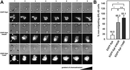 Figure 4. Syk played a role in migration by stabilizing the leading edge. (A) Time-lapse microscopy of dHL-60 cells transiently transfected with EGFP-Syk, EGFP-Syk K402R, or EGFP-Syk Y348F constructs. Migration on immobilized fibrinogen in response to a gradient of 10 nM fMLP is shown. Images 1 through 8 were recorded at intervals of 30 seconds. EGFP-Syk was enriched at the leading edge of the migrating cell during the observed time period (arrow). In contrast, EGFP-Syk K402R or EGFP-Syk Y348F showed a homogenous distribution within the cell. Both mutants showed multiple unstable lamellipodia and impaired migration (arrowheads). Scale bar equals 10 μm. The series shown are representative for 3 independent experiments. Supplementary video sequences show migrating EGFP-Syk wild-type (Video S1), EGFP-Syk Y348F (Video S2), and EGFP-Syk K402R transfectants (Video S3). (B) Quantitative analysis of nonmigrating dHL-60 cells. Cells were defined as nonmigrating when there was no detectable movement of the uropod during the observed time period of at least 7 minutes. n = 29 (EGFP-Syk); n = 28 (EGFP-Syk K402R); n = 27 (EGFP-Syk Y348F). Analyzed cells were taken from 3 independent experiments. Means ± SD are shown. n.s. indicates not significant; *P < .02.