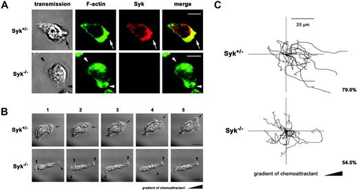 Figure 5. Murine Syk–/– PMNs formed multiple lamellipodia and showed impaired site-directed migration. (A) Confocal microscopy images of polarized murine Syk+/– and Syk–/– PMNs. Adhesion and polarization on immobilized fibrinogen was induced by fMLP (100 nM) for 30 minutes at 37°C. Indirect fluorescence staining of Syk using a polyclonal Syk Ab and a secondary Alexa 546–conjugated anti–rabbit IgG Ab (red). F-actin was assessed using Alexa 488–conjugated phalloidin (green). In Syk+/– cells, F-actin and Syk were enriched at the leading edge (arrow); colocalization is shown in yellow (merge). In contrast, Syk–/– PMNs formed multiple lamellipoda (arrowheads). Transmission images show the morphology of the corresponding cell (transmission). Scale bar equals 10 μm. (B-C) Analysis of migrating Syk+/– and Syk–/– PMNs in Zigmond chambers on immobilized fibrinogen in response to a gradient of 10 μM fMLP. (B) Time-lapse images (1-5) of Syk+/– and Syk–/– PMNs were recorded at intervals of 1 minute. Syk+/– PMNs formed 1 stable lamellipodium and performed site-directed migration over the observed time period (arrow). In contrast, Syk–/– PMNs showed multiple unstable lamellipodia (arrowheads) and impaired migration. Scale bar equals 10 μm. Supplementary video sequences show migrating Syk+/– PMNs (Video S4) and Syk–/– PMNs (Video S5). (C) Polar plot of tracked migration paths of Syk+/– and Syk–/– PMNs. Time-lapse images were taken every 15 seconds over a period of 12 minutes. In contrast to control cells, Syk–/– PMNs showed impaired site directed migration. Scale bar equals 25 μm. Migration tracks from one experiment are shown. Numbers indicate the percentage of cells that ended up within a 180° angle facing the source of the chemoattractant. Results are representative of 3 independent experiments.