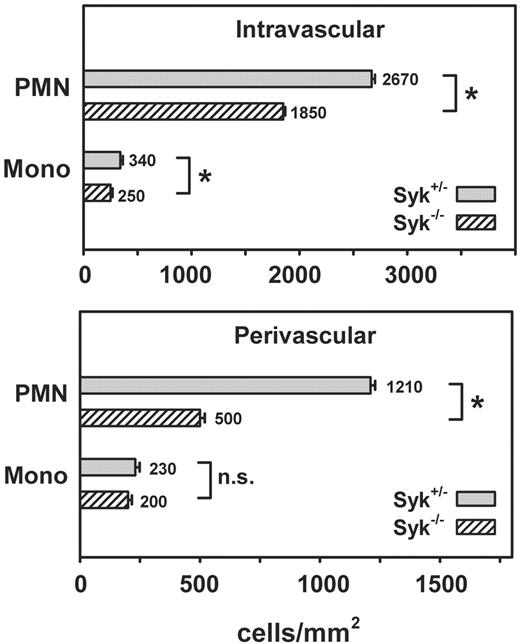 Figure 7. Impaired PMN adhesion and extravasation in the absence of Syk. Number of adherent leukocytes per square millimeter of venular surface area (top panel, intravascular) and perivascular leukocyte accumulation (bottom panel, perivascular) after 15 minutes of fMLP superfusion of the cremaster muscle using Syk+/– and Syk–/– bone marrow chimeric mice. Data shown represent intravascular and perivascular PMNs and mononuclear (Mono) cell counts in whole-mount preparation of the cremaster muscle. n = 4 (Syk+/– animals); n = 4 (Syk–/– animals). Means ± SEM are shown. n.s. indicates not significant; *P < .05.