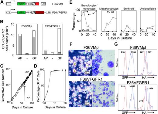 Figure 1. F36VFGFR1 supports the expansion of transduced mouse bone marrow cells in culture. (A) Schematic depiction of F36VMpl and F36VFGFR1 retrovirus vectors. LTR indicates MSCV long terminal repeat; GFP, green fluorescent protein; IRES, encephalomyocarditis virus internal ribosomal entry site; ▪, myristylation domain; ▧, F36V-modified FKBP12; and red and maroon boxes, cytoplasmic domains of mouse Mpl and rat FGFR1. At the carboxyterminal end of both F36VMpl and F36VFGFR1isan epitope tag from the HA protein of influenza31 (not shown). (B) Colony assays of marrow cells transduced with the F36VMpl or F36VFGFR1 vectors performed in the presence (GF) or absence (–) of a combination of growth factors, or in the presence of 100 nM AP20187 without growth factors (AP). Total colonies (bars) and GFP+ colonies (▦) are indicated. (C) Logarithmic expansion of F36VFGFR1-transduced marrow cells over time in serum-containing cultures plus AP20187 (100 nM) without added cytokines. Cell growth ceased following CID withdrawal (–AP, open symbols). We have previously reported a similar exponential expansion of mouse marrow cells in response to CID-activated derivatives of Mpl,10-14 but not CID-activated derivatives of Flt3 or G-CSF receptor.12 (D) Rise in the percentage of GFP+-expressing F36VFGFR1-transduced marrow cells over time in culture with CID. (E) Differences in cell types emerging from cultures of F36VFGFR1-transduced (•) versus F36VMpl-transduced (○) marrow cells. Similar results were obtained in 7 independent experiments using F36VFGFR1, and in previously published reports using F36VMpl.10 (F) Phase-contrast microscopy (left panels) and Wright-Giemsa staining (right panels) (× 200) of F36VMpl (top) or F36VFGFR1 (bottom) transduced lin–c-kit+, sca-1+ cells after 6 days (phase contrast) or 8 days (Wright-Giemsa) of culture in AP20187. Phase-contrast images were visualized using a Leica DMIL inverted microscope (Leica, Wetzlar, Germany) equipped with a C PLAN L 20×/0.30 numerical aperture (NA) PH1 objective. Wright-Giemsa stains were visualized using a Leica DMLB microscope equipped with an HC PL FLUOTAR 20×/0.50 NA objective. Images were captured using a Leica DFC480 digital camera and Leica Image Management software, and were processed using Adobe Photoshop software version 8.0 (Adobe Systems, San Jose, CA). (G) Flow histograms of lin–c-kit+, sca-1+ cells from mice that received transplants 4 months earlier with F36VMpl-(top) or F36VFGFR1 (bottom)–transduced marrow cells. Expression levels of GFP and the HA-tagged fusions overlap significantly, but average 1.6-fold higher for F36VFGFR1. Values indicate mean fluorescent intensity (MFI). Red lines in the left panels indicate GFP– cells. Blue lines in the left panels, GFP+ cells; red lines in the right panels, cells stained with isotype control antibody; and the blue lines in the right panels, cells stained with HA antibody.