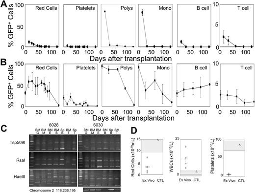 Figure 3. F36VFGFR1 can expand stHSCs. (A-B) Average percentages of GFP+ red cells, platelets, granulocytes (polys), monocytes (monos), B cells, and T cells in 10 mice that were given transplants of 8 × 106 F36VFGFR1-transduced cells obtained from cultures initiated with 2.5 × 106 transduced marrow cells, and expanded 11 × 106-fold over 28 days in AP20187. (A) Results from 5 mice that were given cotransplants of 1 × 105 fresh bone marrow cells. (B) Results from 5 mice that were given transplants of F36VFGFR1-expanded cells alone. Error bars depict standard deviations. (C) Three-arm LAM-PCR of sorted granulocytes (G), monocytes (M), erythroid cells (E), B cells (B), and T cells (T) from the marrow (BM) and spleens (Sp) of 2 mice (numbers 6028 and 6030) from panel B. Sequencing of LAM-PCR products from mouse 6030 revealed a provirus insertion in chromosome 2 at position 118236195. DNAs from the indicated cell isolates were subjected to 38 cycles of amplification using an LTR primer and a host genomic primer. (D) Individual (symbols) and average (line) red cell, white cell, and platelet counts of mice depicted in panel B, 3 months after transplantation (ex vivo; circles) and a normal control mouse (CTL; triangles). A second identical experiment showed lower levels of donor-origin cells for only 65 days after transplantation. The repopulating ability of F36VFGFR1-transduced cells fell dramatically when cultured for longer than 28 days (data not shown).