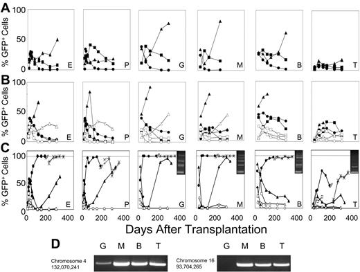 Figure 4. F36VFGFR1 supports the survival of long-term repopulating HSCs during growth factor deprivation. Marrow cells (5 × 105) transduced with the F36VFGFR1 vector were transplanted into lethally irradiated recipients either immediately following transduction (A) or after 1 (B) or 5 days (C) of culture in the presence (solid symbols) or absence (open symbols) of 100 nM AP20187. Mice that were given transplants of cultured cells received all the progeny generated in cultures initiated with 5 × 105 transduced cells at day 0. Each line depicts results from a single mouse. One mouse (6281) that was given transplants of cells cultured for 5 days in AP20187 was killed at day 174 after transplantation and 5 × 106 marrow cells from this mouse were transplanted into 2 lethally irradiated secondary recipients (symbols × and +). E indicates erythroid; P, platelets, G, granulocytes; M, monocytes; B, B cells; and T, T cells. (C; inserts) LAM-PCR using RsaI confirms common provirus insertion patterns in the granulocytes (G), monocytes (M), B cells (B), and T cells (T) of mouse 6281. MW indicates DNA ladder. Similar results were obtained using 2 other restriction enzymes, Tsp509 I and HaeIII. Sequencing of LAM-PCR products from mouse 6281 (panel D) revealed provirus insertion sites at the indicated positions in chromosomes 4 and 16, and their presence in the indicated lineages was confirmed by PCR using using an LTR primer, a host genomic primer, and 38 cycles of amplification. A second independent experiment performed in serum-free conditions showed a similar trend at 64 days after transplantation.