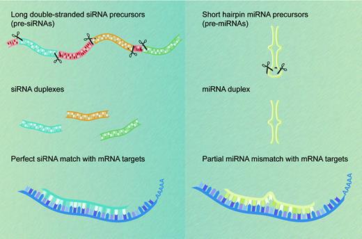 Figure 1. miRNAs and siRNAs: differences in biogenesis and properties. siRNAs (left) derive from long endogenous dsRNA molecules that form either long hairpins or bimolecular duplexes. Processing of these dsRNA precursors can generate many different siRNAs from both strands. In contrast, processing of the shorter hairpin structures known as pre-miRNAs (right) produces a single miRNA molecule from one arm of the hairpin precursor. siRNAs recognize their target transcripts with perfect sequence complementarity (left), whereas miRNAs typically have a limited number of mismatches with their mRNA target sequences (right). Both classes of small regulatory RNA molecules cause posttranscriptional silencing of protein-coding genes.